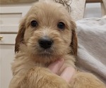 Puppy Sigma Doodle-Goldendoodle Mix
