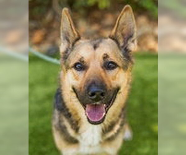 Medium Photo #2 German Shepherd Dog Puppy For Sale in Fremont, CA, USA