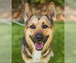 Small #1 German Shepherd Dog