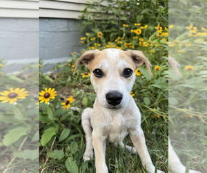 Mutt Dogs for adoption in Bethesda, MD, USA