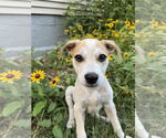 Small Mutt