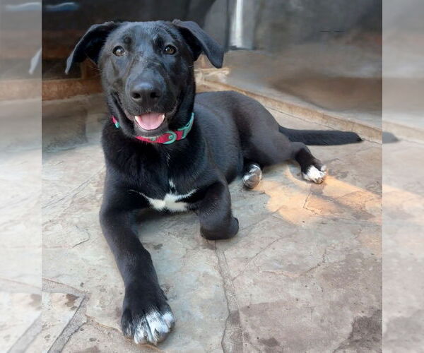 Medium Photo #45 Labrador Retriever-Unknown Mix Puppy For Sale in OKLAHOMA CITY, OK, USA