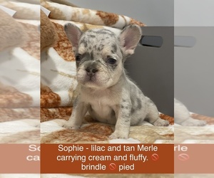 French Bulldog Puppy for sale in LAS VEGAS, NV, USA