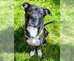 Small #2 American Pit Bull Terrier