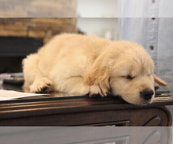 Medium Photo #7 Golden Retriever Puppy For Sale in STELLA, NC, USA
