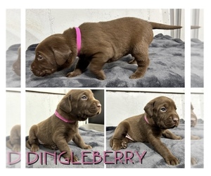 Lab-Pointer-Labrador Retriever Mix Puppy for sale in WEST POINT, UT, USA