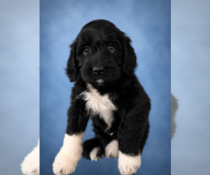 Medium Goldendoodle