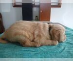 Small Photo #11 Golden Retriever Puppy For Sale in SUMNER, IL, USA