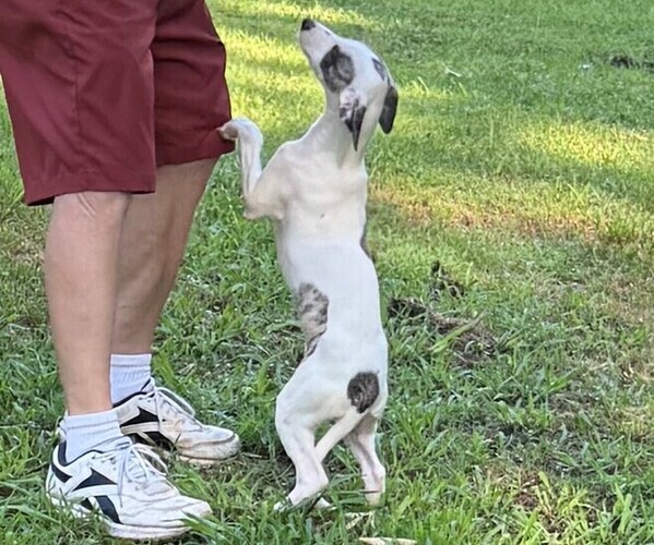 Medium Photo #3 Whippet Puppy For Sale in DONALDS, SC, USA