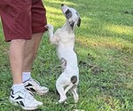 Small #2 Whippet