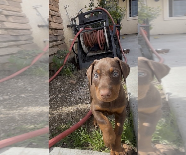 Medium Photo #1 Doberman Pinscher Puppy For Sale in HIGHLAND, CA, USA