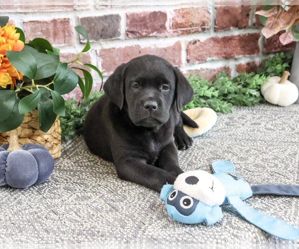 Medium Photo #2 Labrador Retriever Puppy For Sale in SYRACUSE, IN, USA