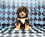 Small Photo #26 Bernese Mountain Dog Puppy For Sale in HARRISONBURG, VA, USA
