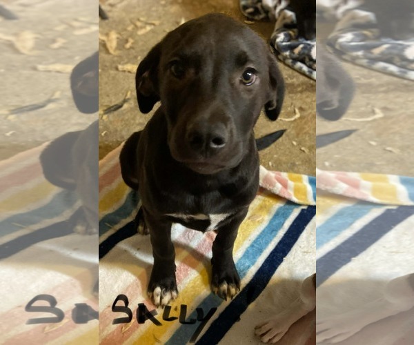 Medium Photo #3 Labrador Retriever-Retriever  Mix Puppy For Sale in Des Moines, IA, USA