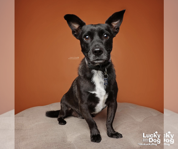 Medium Photo #14 Chihuahua Puppy For Sale in Washington, DC, USA