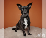 Small #13 Chihuahua