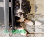 Puppy Gizmo Australian Shepherd