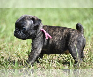 Pug Puppy for sale in PALM COAST, FL, USA