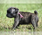 Image preview for Ad Listing. Nickname: Maple Kiss