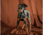 Small #6 Doberman Pinscher