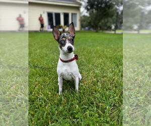 Rat Terrier Dogs for adoption in Rosenberg, TX, USA