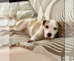 Annie - Female Beabull Dog for Adoption - Small photo