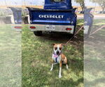 Small #10 Boxer Mix