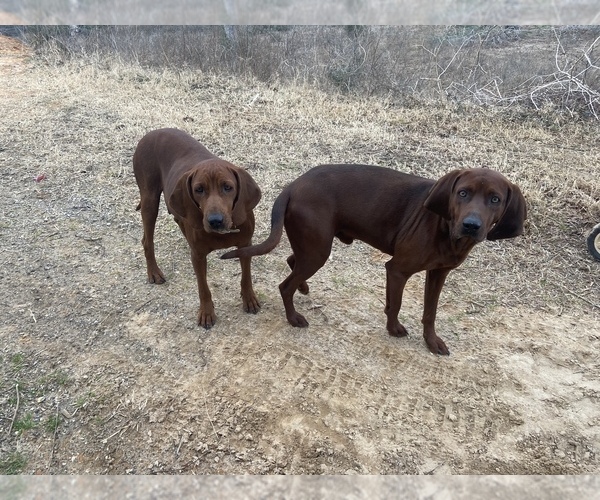 Medium Photo #1 Redbone Coonhound Puppy For Sale in NORMANGEE, TX, USA
