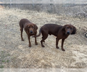 Mother of the Redbone Coonhound puppies born on 08/05/2022