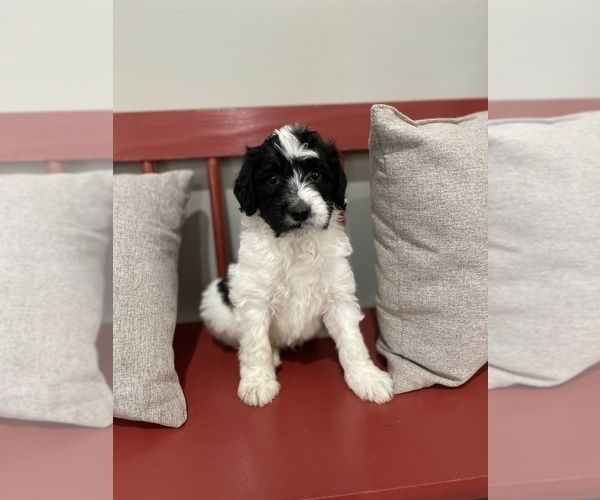 Medium Photo #6 Aussiedoodle Puppy For Sale in CRAWFORDSVILLE, IN, USA