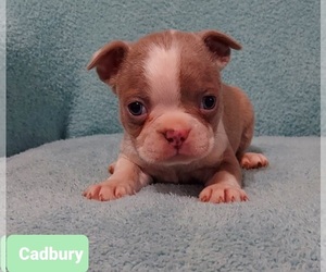 Boston Terrier Puppy for sale in POMEROY, OH, USA