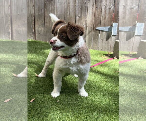 Medium Photo #3 Shih-Poo Puppy For Sale in Mission Viejo, CA, USA
