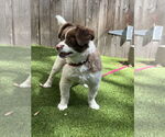 Small #2 Shih-Poo
