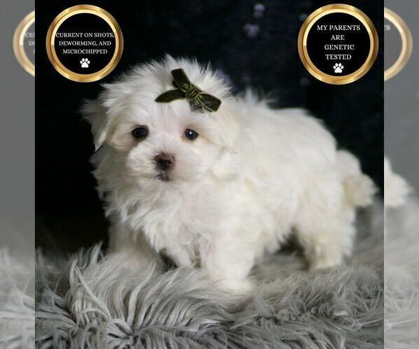 Medium Photo #6 Maltese Puppy For Sale in WARSAW, IN, USA