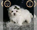 Small #5 Maltese
