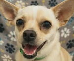 Small #1 Chihuahua Mix