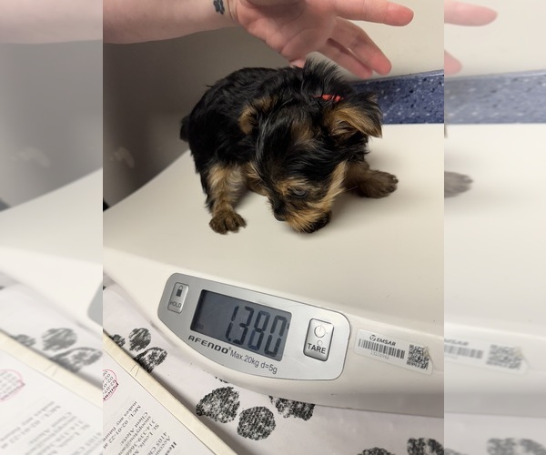 Medium Photo #5 Yorkshire Terrier Puppy For Sale in SAINT LOUIS, MO, USA
