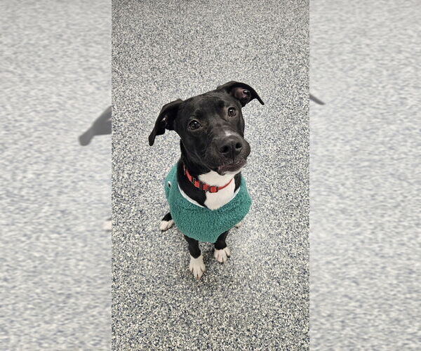 Medium Photo #12 Mutt Puppy For Sale in Bemidji, MN, USA