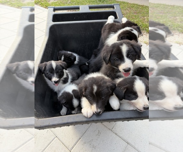 Medium Photo #1 Border Collie Puppy For Sale in LECANTO, FL, USA