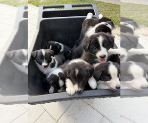 Border Collie Puppy for sale in LECANTO, FL, USA