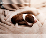 Puppy Brown Sugar Border Collie