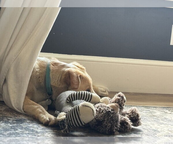 Medium Photo #4 Labrador Retriever-Unknown Mix Puppy For Sale in Salt Lake City, UT, USA