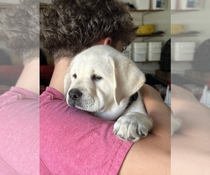 Labrador Retriever Puppy for Sale in BLANCHESTER, Ohio USA