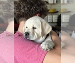Small Labrador Retriever
