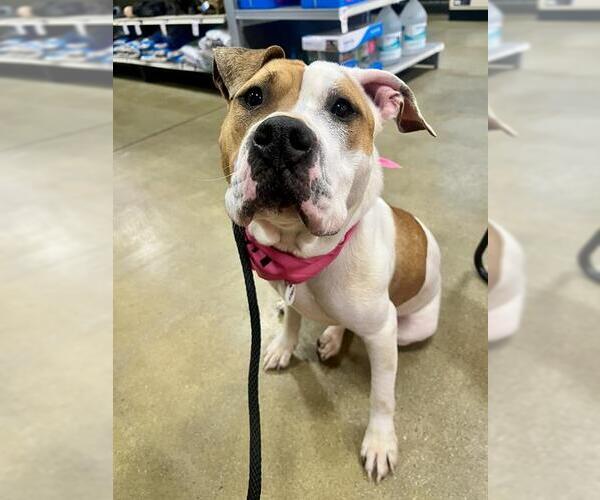 Medium Photo #1 American Bulldog Puppy For Sale in Forestville, MD, USA