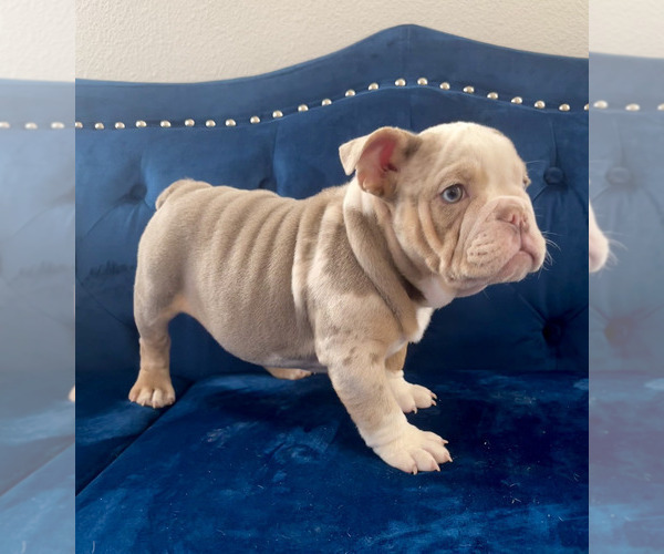 Medium Photo #15 English Bulldog Puppy For Sale in PORTLAND, OR, USA