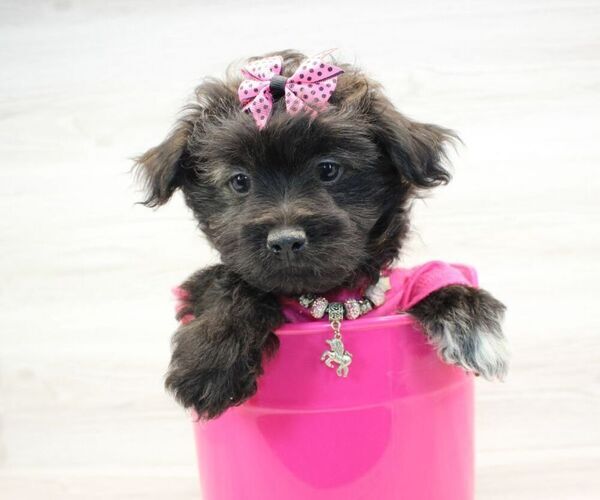 Medium Photo #4 Pom-A-Poo Puppy For Sale in LAS VEGAS, NV, USA