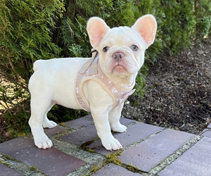 French Bulldog Puppy for sale in CARVER, OR, USA