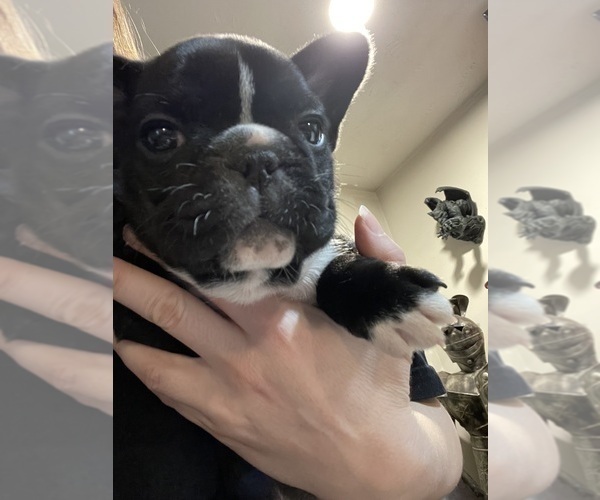 Medium Photo #14 French Bulldog Puppy For Sale in HOPE MILLS, NC, USA