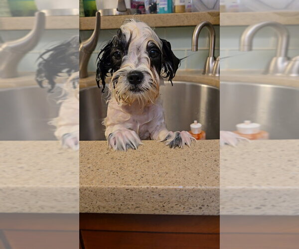 Medium Photo #2 Shih Tzu-Unknown Mix Puppy For Sale in Pacifica, CA, USA